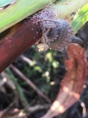 Mastophora