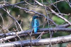 Alcedo atthis