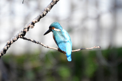 Alcedo atthis