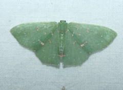 Prasinocyma iosticta