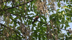 Haemorhous mexicanus