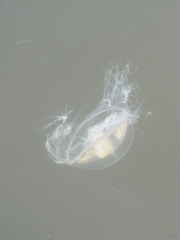 Maeotias marginata