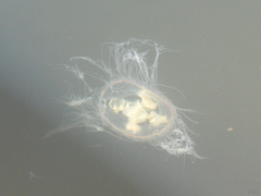 Maeotias marginata