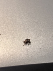 Maratus griseus
