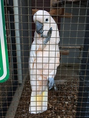 Cacatua moluccensis
