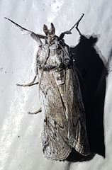 Melitara subumbrella