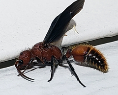 Sphaeropthalma boweri