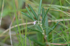 Andromeda polifolia glaucophylla