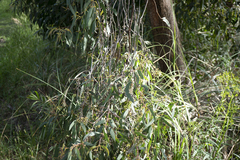Eucalyptus radiata radiata