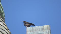 Corvus cornix