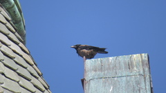 Corvus cornix
