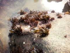 Mazzaella laminarioides