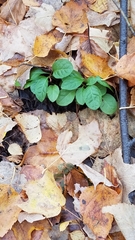 Pyrola elliptica