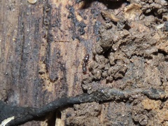 Ponera pennsylvanica