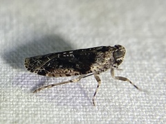Catonia