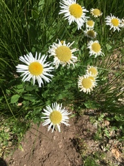 Erigeron coulteri