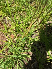 Bistorta bistortoides