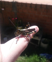Chromacris speciosa