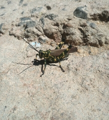 Chromacris speciosa