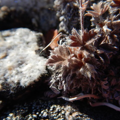 Potentilla subvahliana
