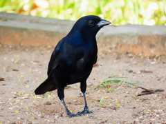 Molothrus bonariensis