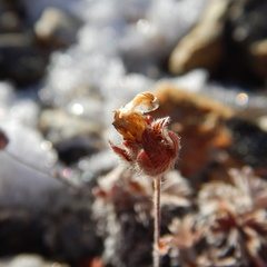 Potentilla subvahliana