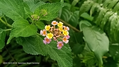 Lantana camara