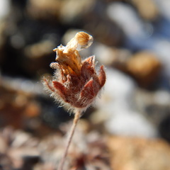 Potentilla subvahliana