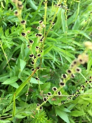 Pectiantia pentandra