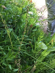 Pectiantia pentandra