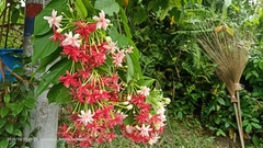 Combretum indicum
