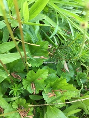 Pectiantia pentandra