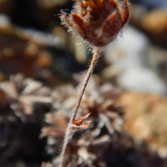 Potentilla subvahliana