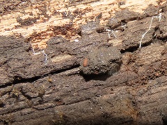 Eurypauropus