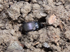 Sphaeroderus stenostomus stenostomus
