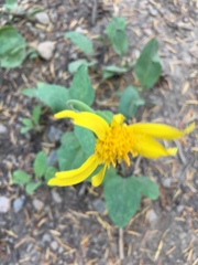 Arnica nevadensis