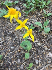 Arnica nevadensis