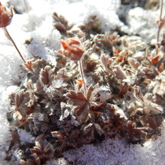 Potentilla subvahliana