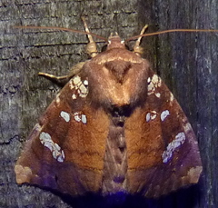 Papaipema marginidens