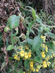 Calceolaria perfoliata