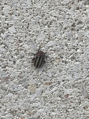 Disonycha leptolineata