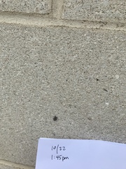 Disonycha leptolineata