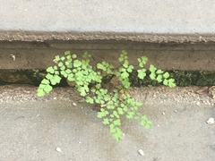 Adiantum capillus-veneris