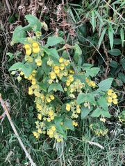 Calceolaria perfoliata