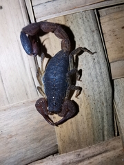 Centruroides gracilis