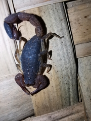 Centruroides gracilis