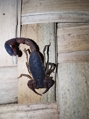 Centruroides gracilis