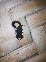 Centruroides gracilis