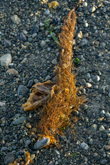 Desmarestia aculeata