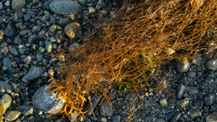 Desmarestia aculeata